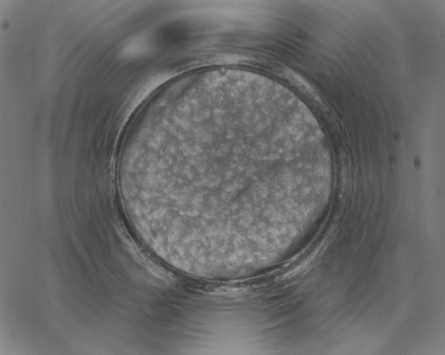 X0000065231178200603101547