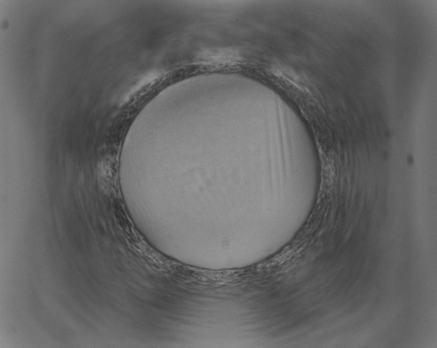 X0000065231254200603101546