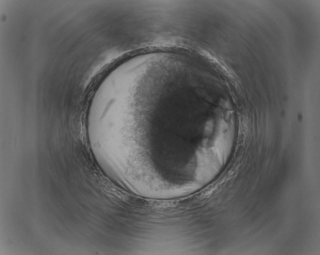 X0000065231262200603101545