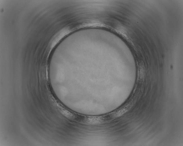 X0000065231274200603101545