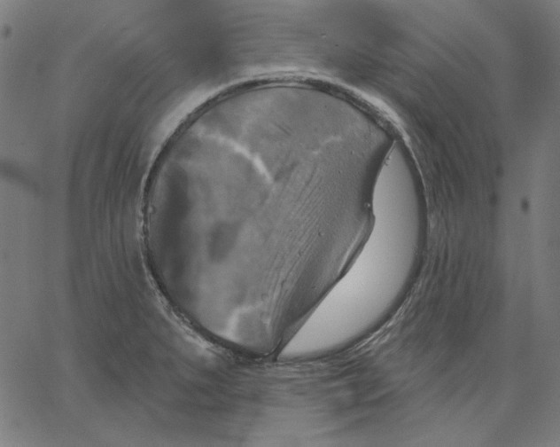 X0000065231279200603101545