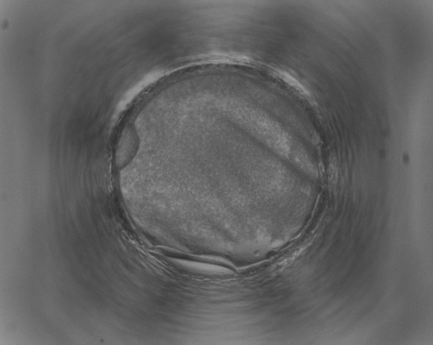 X0000065231310200603101544