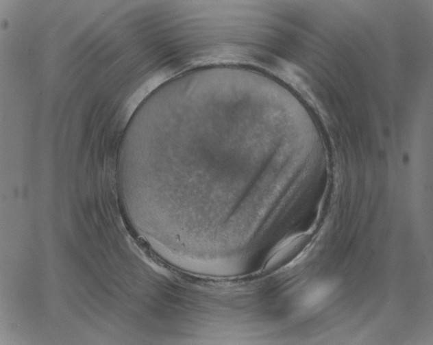 X0000065231337200603101545