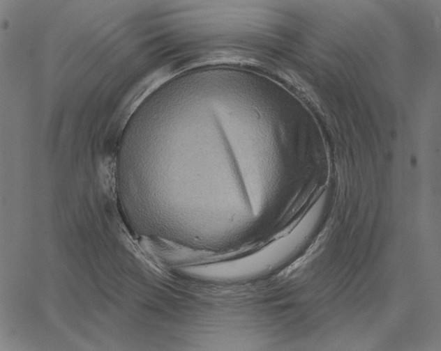 X0000065231369200603101544