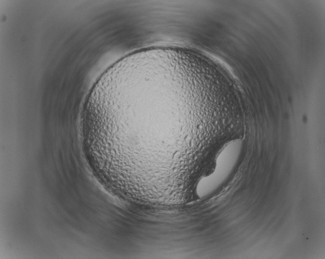 X0000065231375200603101544