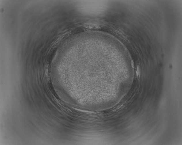 X0000065231396200603101543