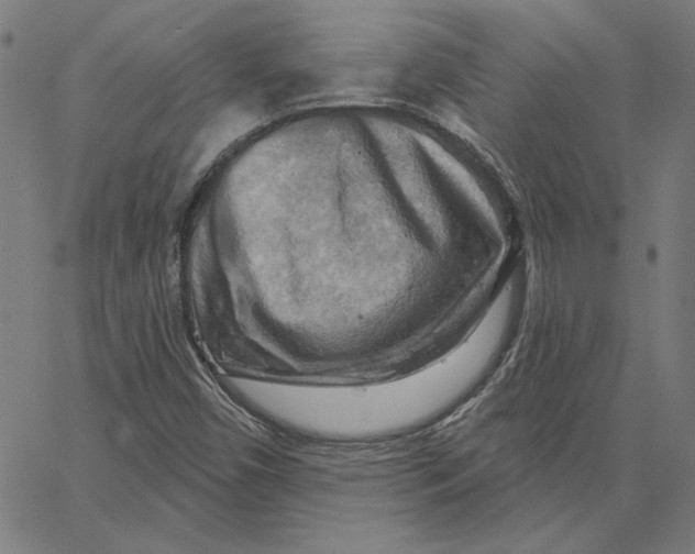 X0000065231450200603101542