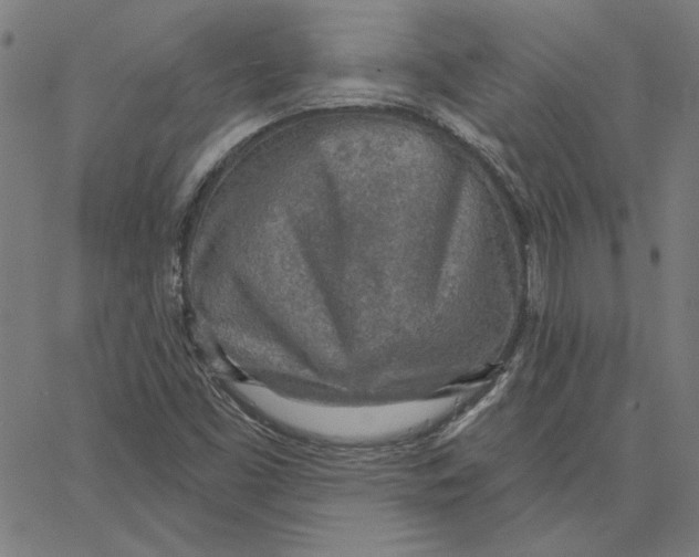 X0000065231453200603101542