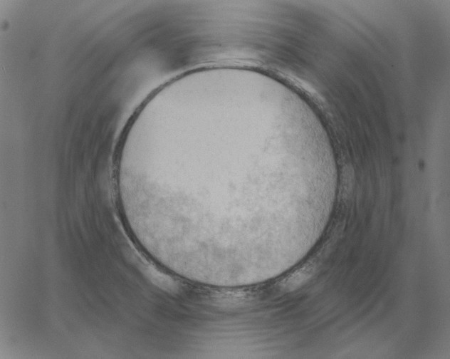 X0000065231470200603101542