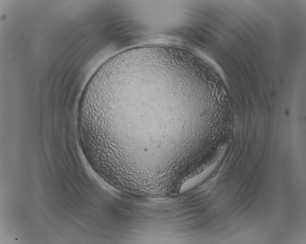 X0000065231483200603101542