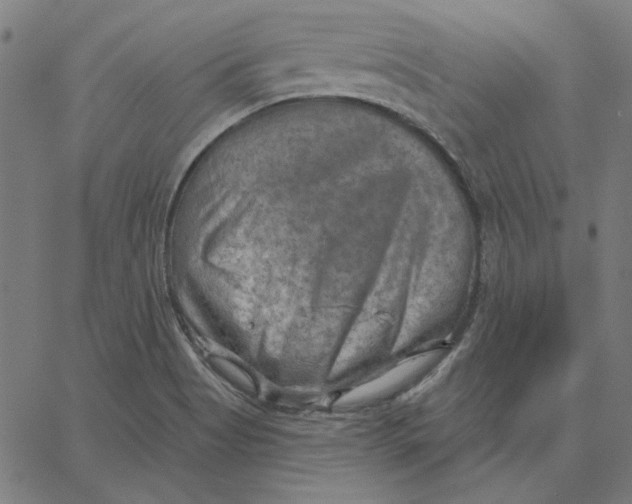 X0000065231513200603101541