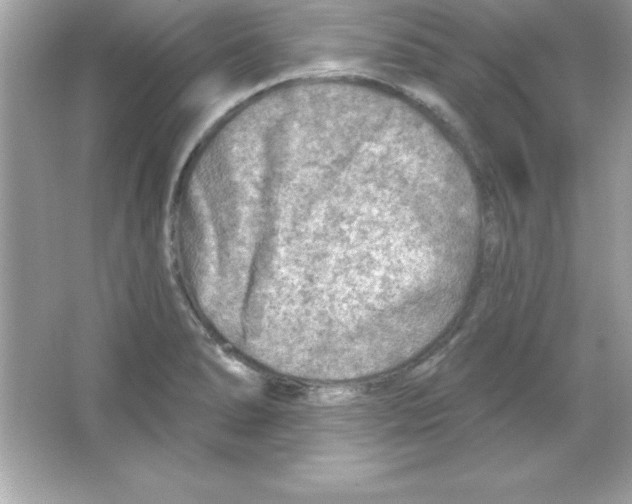 X0000065231278200603172102