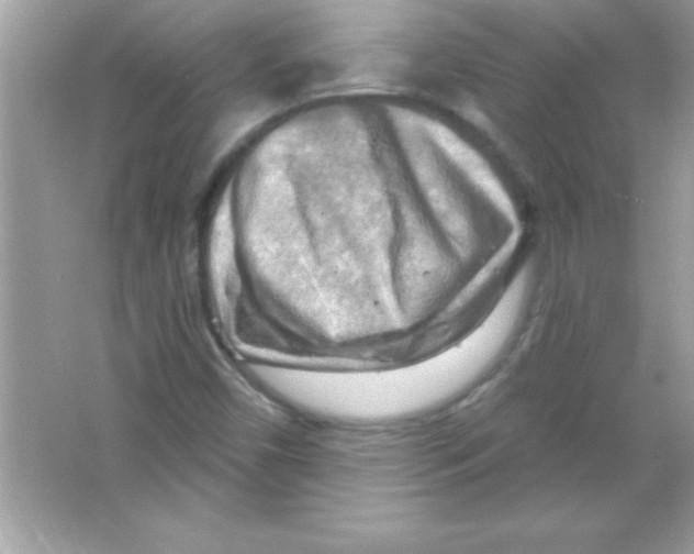 X0000065231450200603172059