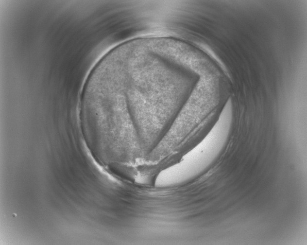X0000065231484200603172059