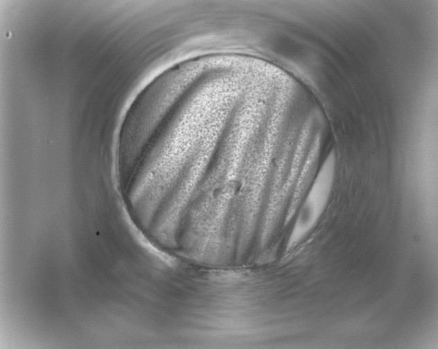 X0000065231528200603172059