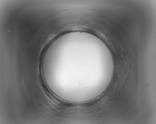 X0000065240299200602171001