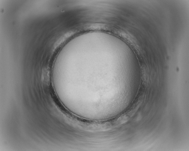 X0000065240016200602171435