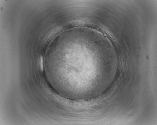 X0000065240022200602171435