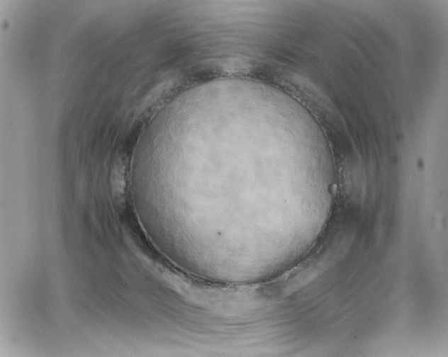 X0000065240032200602171435