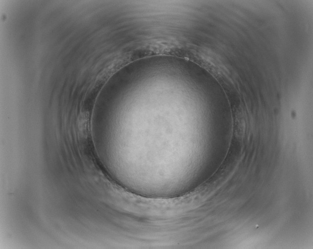 X0000065240034200602171435