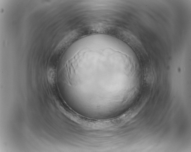 X0000065240036200602171435