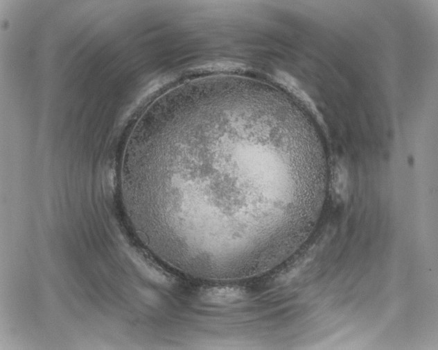 X0000065240063200602171434