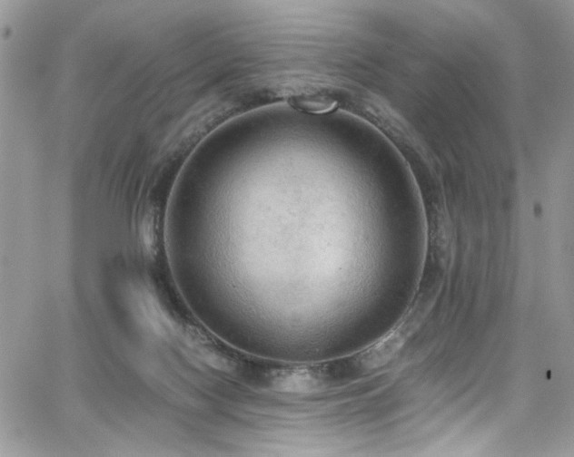 X0000065240074200602171435