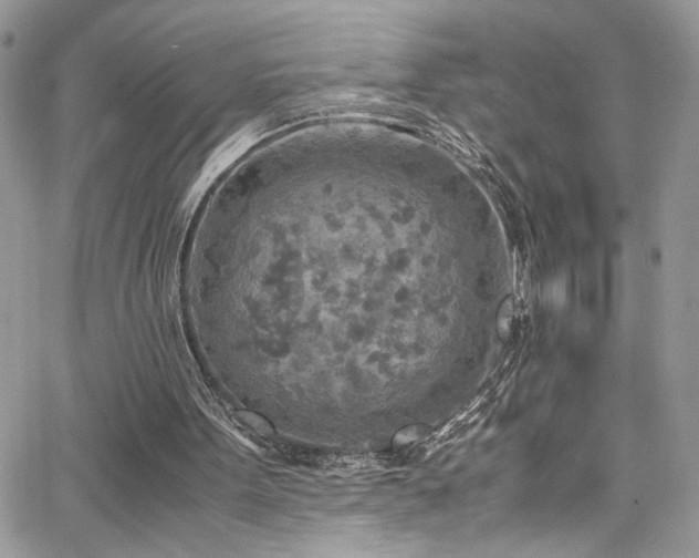 X0000065240099200602171434