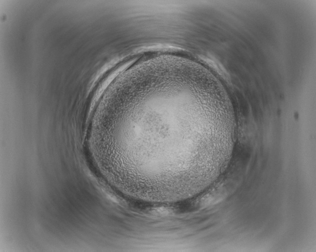 X0000065240111200602171434