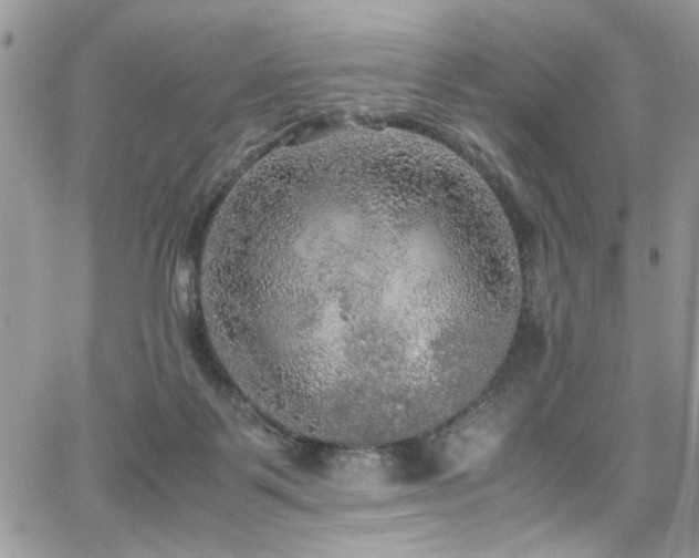 X0000065240123200602171434