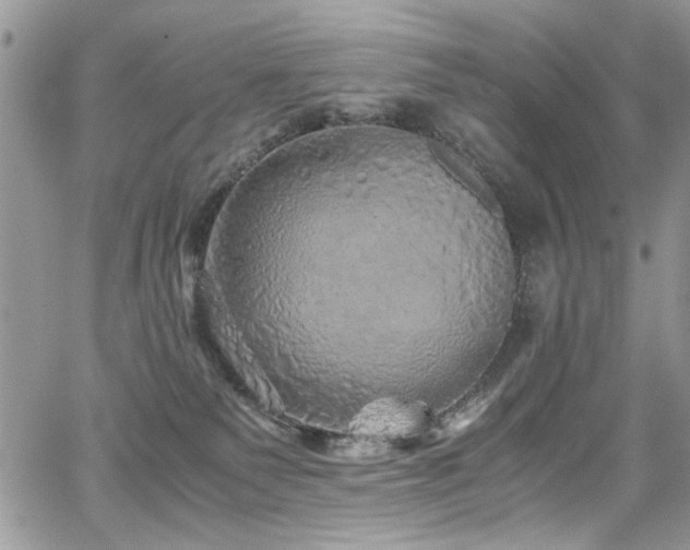 X0000065240135200602171433