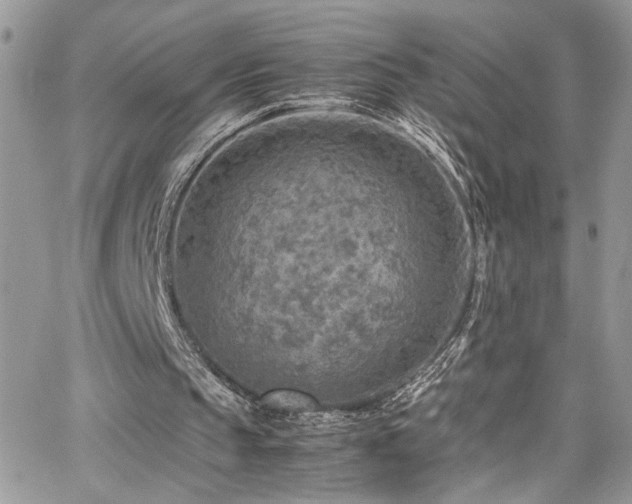 X0000065240145200602171433