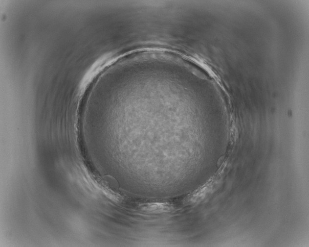 X0000065240151200602171433