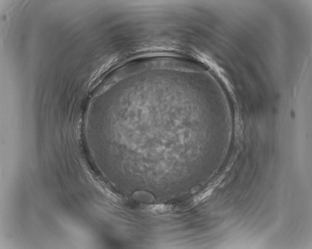 X0000065240153200602171433