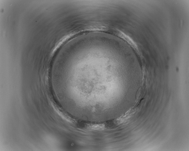 X0000065240155200602171433