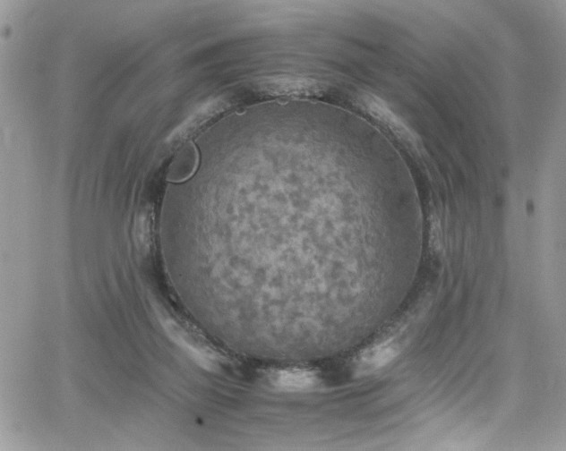 X0000065240165200602171433