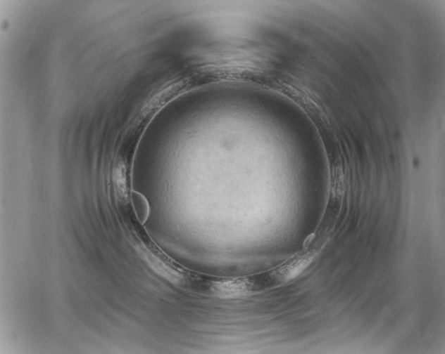 X0000065240238200602171432