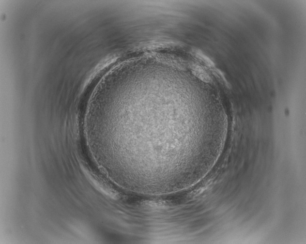 X0000065240250200602171431