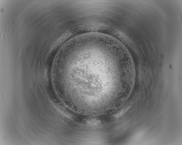 X0000065240258200602171431