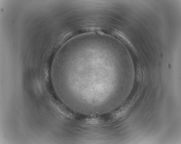 X0000065240259200602171431