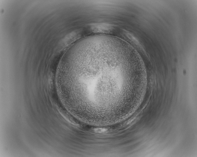 X0000065240265200602171431