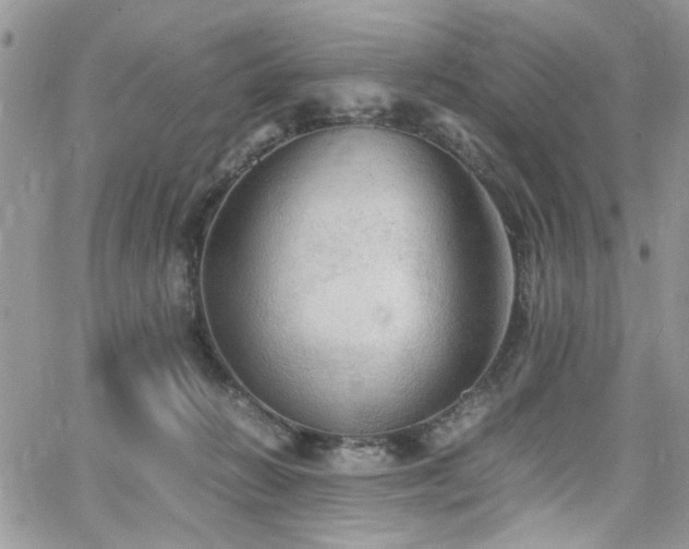 X0000065240270200602171431