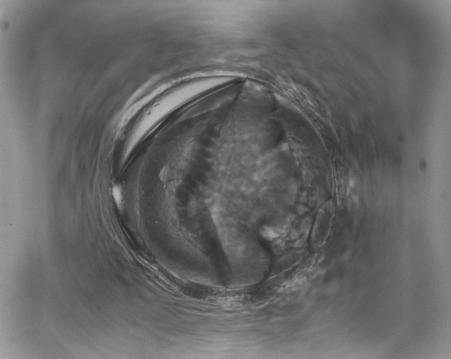 X0000065240295200602171431