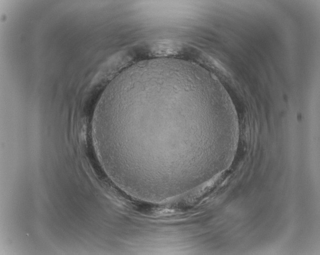 X0000065240315200602171431