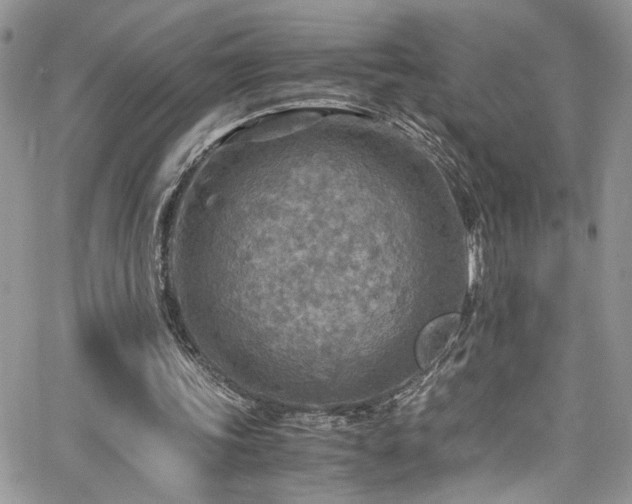 X0000065240339200602171429