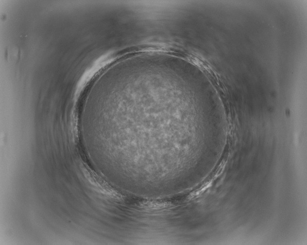 X0000065240343200602171429