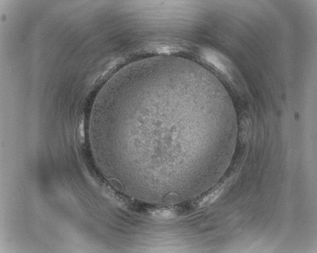 X0000065240358200602171430