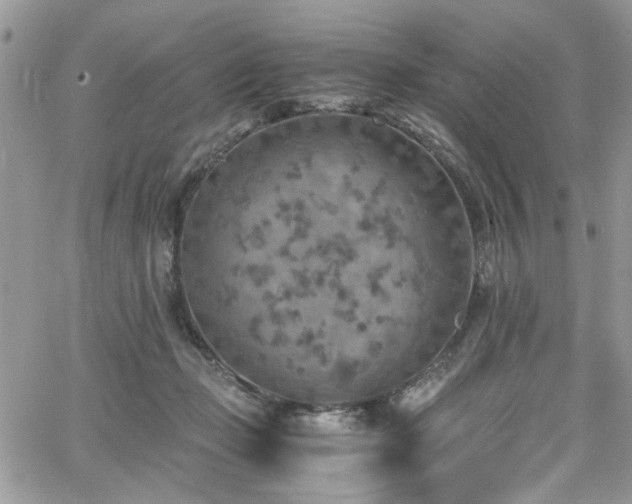 X0000065240365200602171430