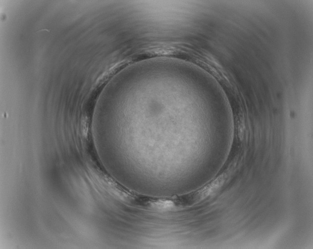 X0000065240374200602171430