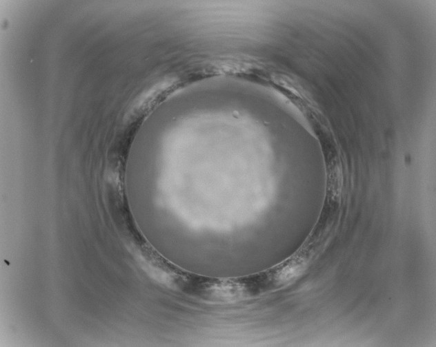 X0000065240415200602171429